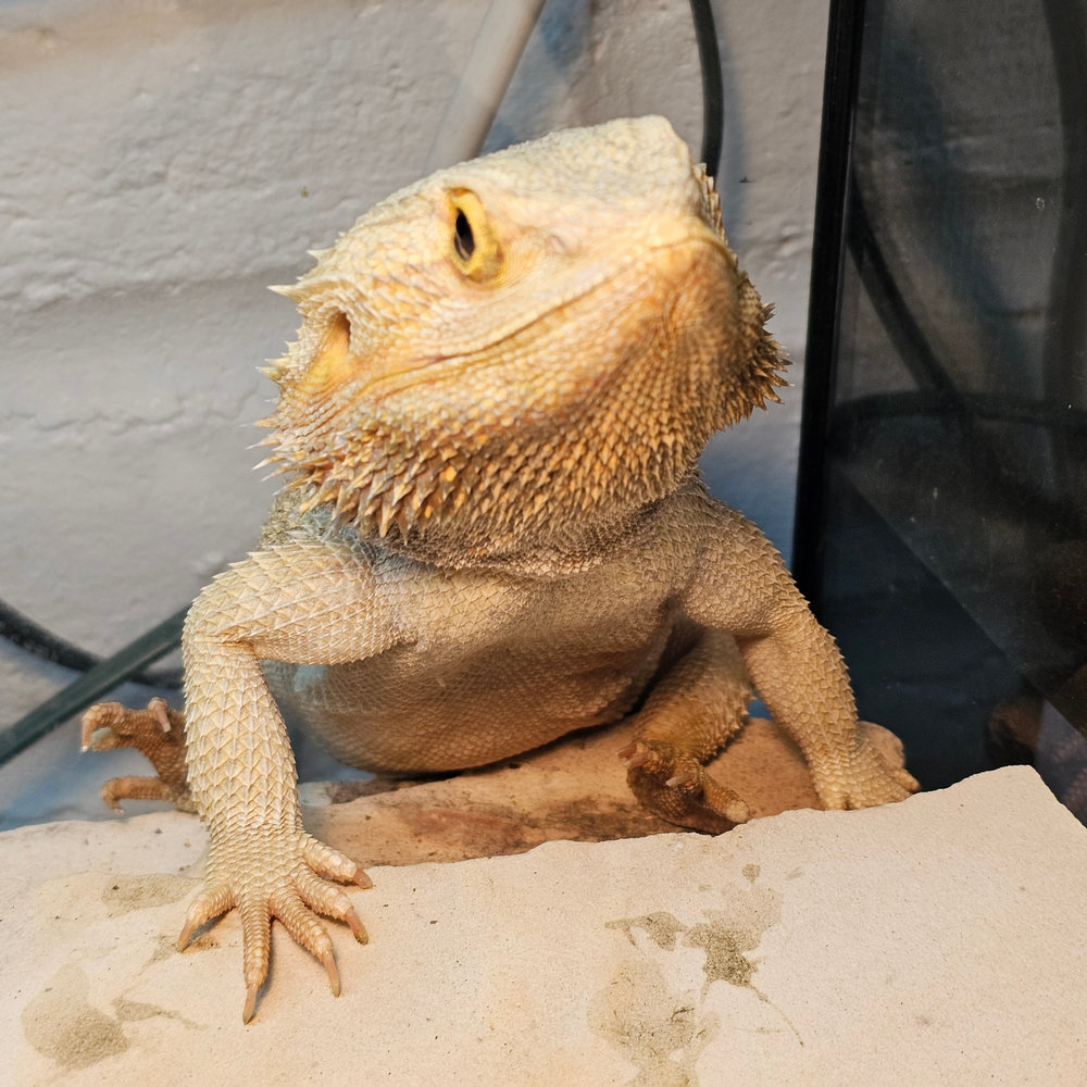 Draco