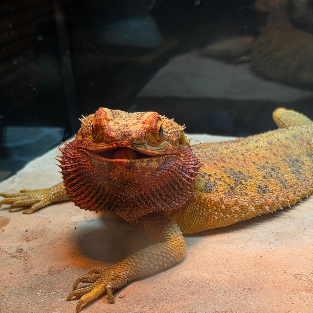 Rexy