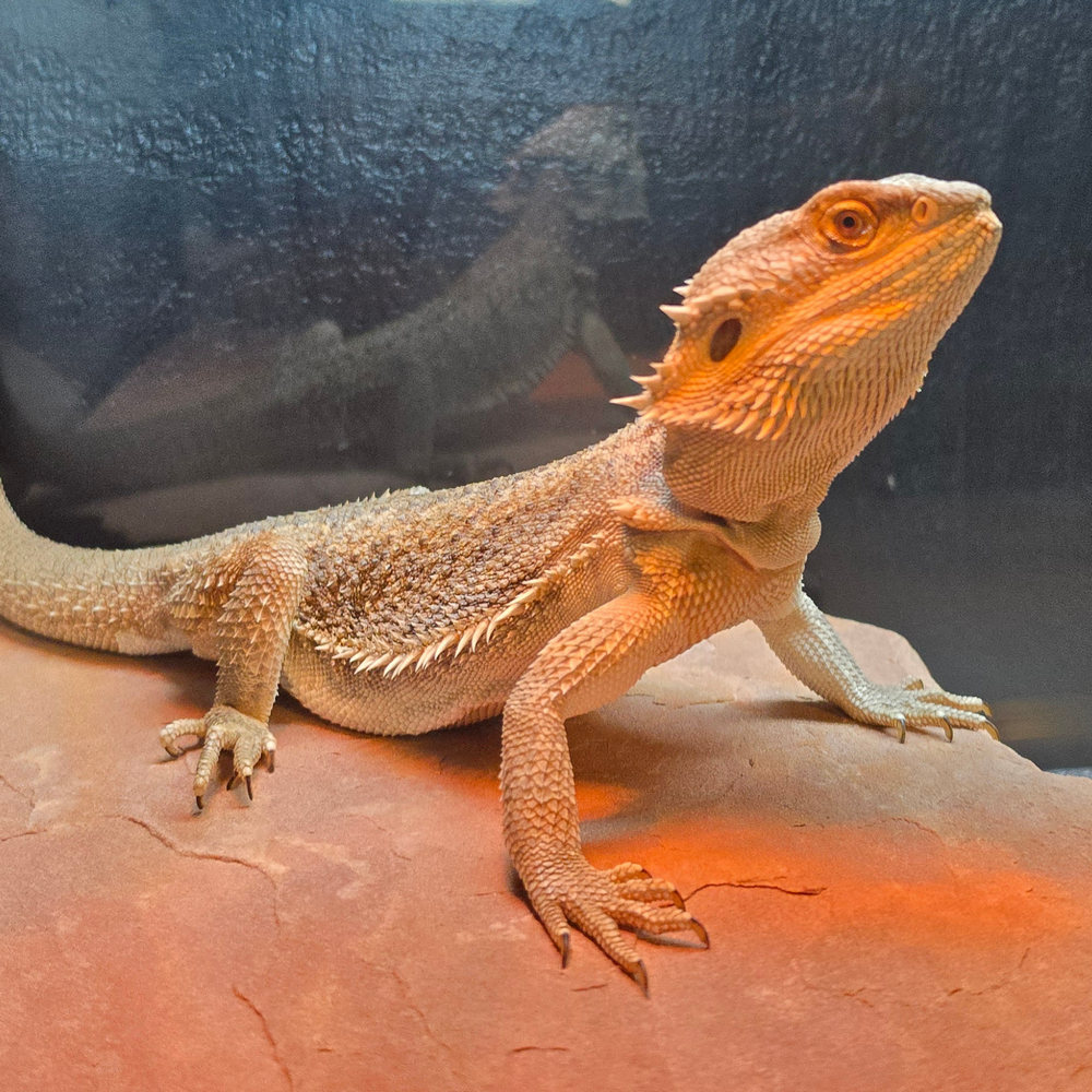 Smaug